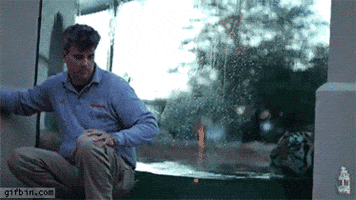 tiger GIF