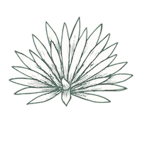 Mezcal Agave Sticker by Santa Sabia Media