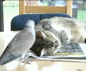 pigeon hug GIF