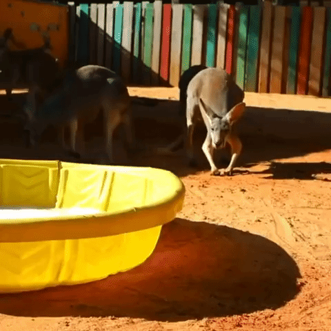 Don't Drink That! Kangaroos Investigate Bubble Bath at San Antonio Zoo