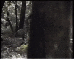 battle for endor wicket GIF by mdleone