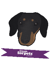 friendsforpetscardiff friendsforpetscardiff friends for pets cardiff nigelthesausagedog nigel the sausage dog Sticker