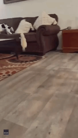 Adorably Awkward Ferret Chases Puppy Around Alabama Living Room