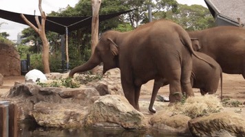 Elephants Explore Easter Egg Surprise