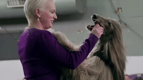 westminster dog show 7 days out GIF by Sony Pictures Television