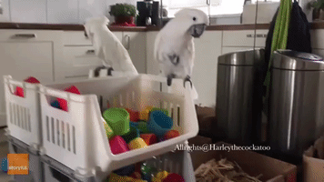 Cockatoo Plays Fetch With Owner