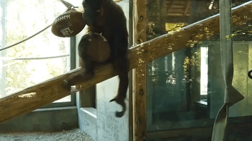 'Missing Sports?' Phoenix Zoo Orangutans Play Ball During Closure