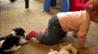 Dog Coming For Your Socks