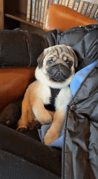 Puppy What GIF