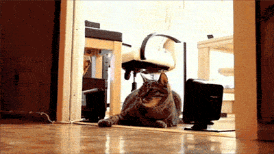 Cats Seems Legit GIF