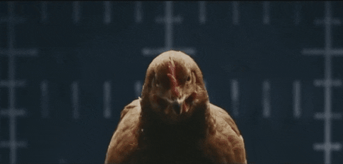 chicken actress GIF