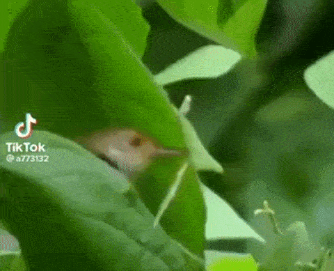 primulax giphyupload GIF