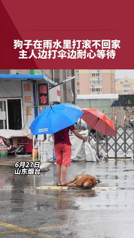 cuteanimalland giphyupload GIF