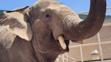 Houston Zoo Welcomes New Bull Elephant 