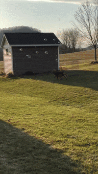 Home With Wkc GIF by Westminster Kennel Club