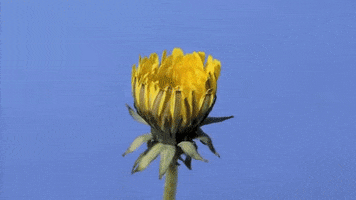 dandelion GIF