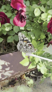 outofluck_club love life flowers butterfly GIF