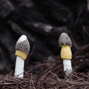 mushrooms fungi GIF