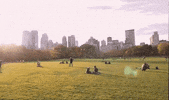 new york GIF