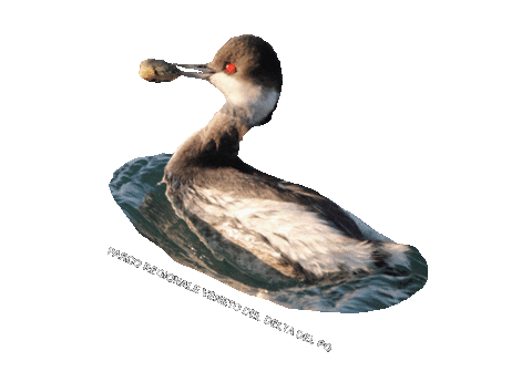 parcodeltapo giphyupload nature bird bike Sticker