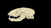 LivingSkills skull medicine bone badger GIF