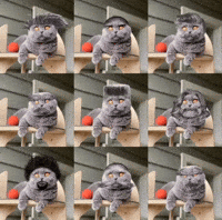 Cat Understand GIF