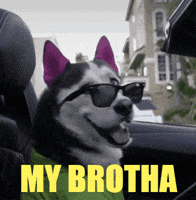 swagrman dog family bro brother GIF