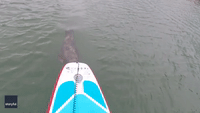 Friendly Seal Follows Dublin Paddleboarders Along River Liffey