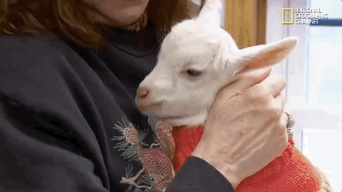 season 8 DRPOL GIF by Nat Geo Wild 