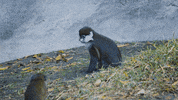baby animals lol GIF by San Diego Zoo