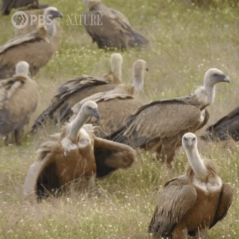 giphy.gif