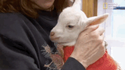 season 8 DRPOL GIF by Nat Geo Wild 