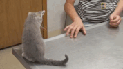 season 8 DRPOL GIF by Nat Geo Wild 