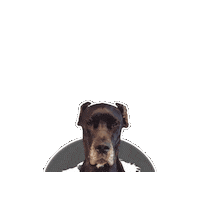 Great Dane Cane Sticker by Asilo per cani Dog'sMind