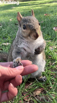 Friendly Squirrel Sits With Human Who Rescued Him