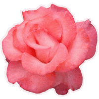 Art Rose Sticker by TheRingling