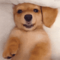 dog camera GIF