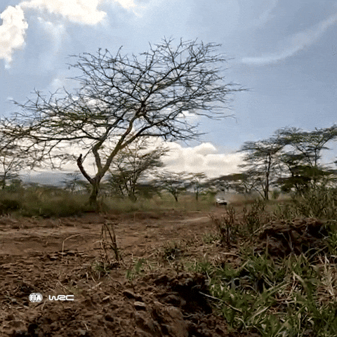 Car Chase GIF by FIA World Rally Championship
