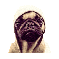 Dog Pug Sticker by imoji