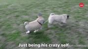 Doug The Pug Dog GIF by BuzzFeed