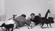 Jake Gyllenhaal Puppy GIF by BuzzFeed