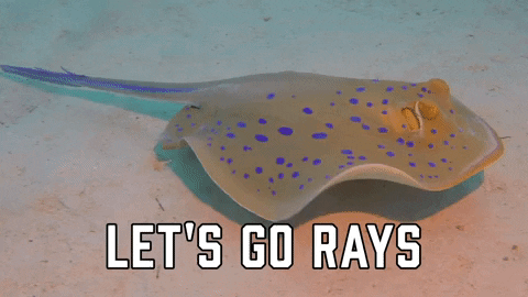 Tampa Bay Rays Sport GIF by Sealed With A GIF