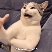 Cat Laughing GIF