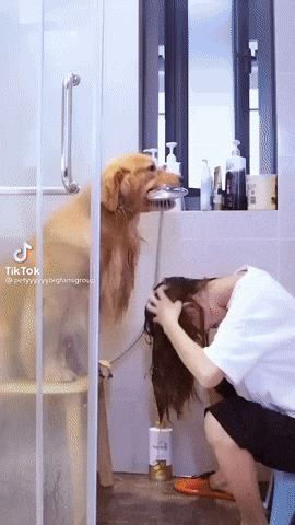 cuteanimalland giphyupload GIF