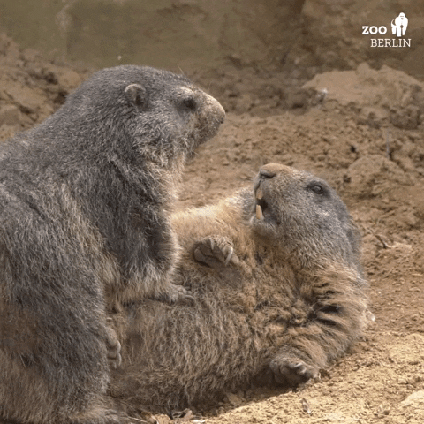 Argue Groundhog Day GIF by Zoo Berlin