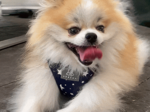virtual dog