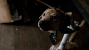 GIF by The Last Man On Earth