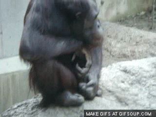 miami monkey GIF