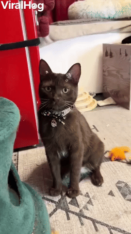 Molé the Cat Playing with Catnip Bubbles