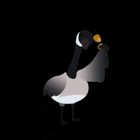 tadapix_creative ted gobi tadapix ryans gosling GIF